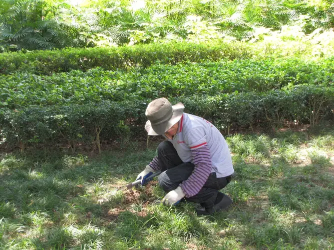 Qiang Zhang takes care of the small garden at the Cemiterio Sao Miguel de Arcanjo. He wears a hat in order to protect himself from the sun in a 103-degree afternoon. Image by Bruno Beidacki. Macau, 2017.