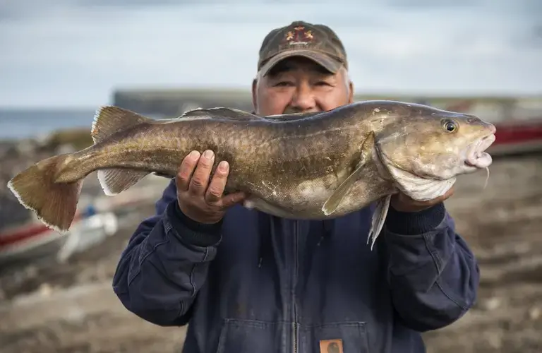 Savoonga villager Denny Akeya holds a fat Pacific cod, one of many caught this summer by a skiff crew that included his son Derek Akeya. Denny Akeya also used to fish, and remembers when cod were scarce and halibut were bigger. Image by Steve Ringman. United States, 2019.