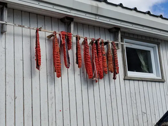 Arctic char dries on the side of a house in Pangnirtung. Seal, beluga and other 'country foods' are the traditional staples of the Inuit diet, and the custom of sharing food is still alive. Image by Julie De Meulemeester. Canada, 2018. 