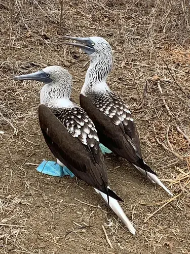 Blue Footed Boobie in Isla de La Plata. Image by Ayanna Dickinson. Ecuador, 2019.