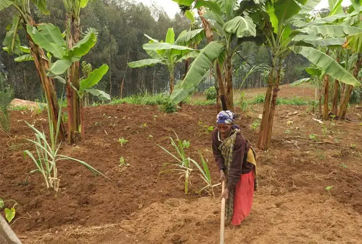 Farmers—very careful weather observers—are seeing their crops affected by water shortages, the longer dry season, and unpredictable weather, all of which are forecasted by climate change models. The weather problem is only likely to worsen in the future. Image by Elham Shabahat. Rwanda, 2017.