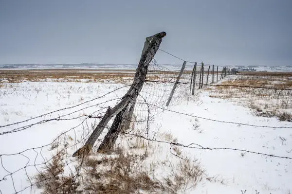 The 100th meridian, which runs through North Dakota approximately along this fence, traditionally separated the dryer west from the wetter east. But now some farmers say the moist climate of the eastern part of the state is extending westward. Image by Christopher Walljasper / For Harvest Public Media. United States, 2020.