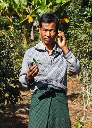 U Ohn Maung logs on to a farming app called Golden Paddy every two days to check prices of crops. Image by Doug Bock Clark. Myanmar, 2017. 