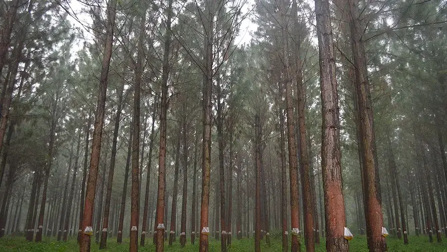 Bukaleba Forest trees. Image by Fredrick Mugira and Annika McGinnis. Uganda, undated.