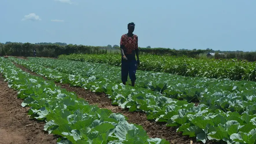 Young Farmer in Luri Surre Village, Northern Bari Payam - Central Equatoria State. Image by Paul Jimbo and David Mano-Danga. South Sudan, undated.