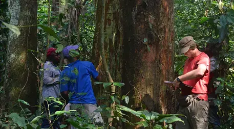 Wannes Hubau (right) and two members of his team — John Tshibamba Mukendi, a Congolese forest expert (left), and Ratos Lisasi Lingole, a local assistant — measure a large tree as part of a tree census. Image by Daniel Grossman. Democratic Republic of the Congo, 2017.