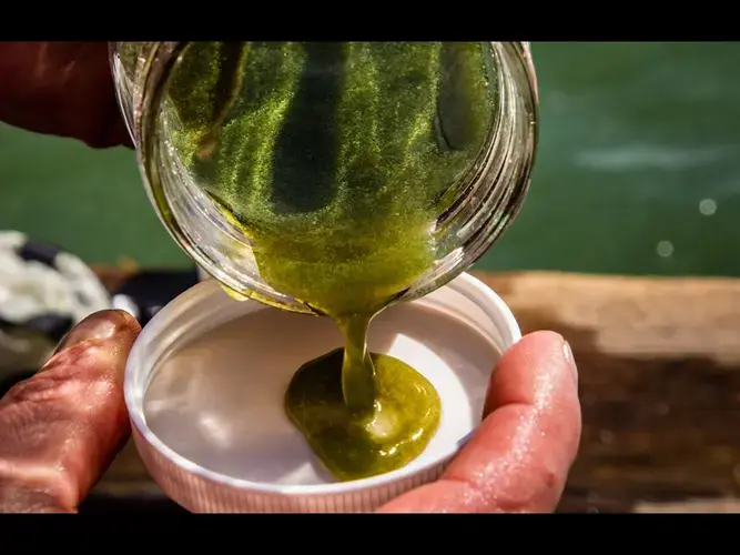 Ed Verhamme, a coastal engineer with LimnoTech, collects a concentrated sample of algae and bacteria near the intake crib on Lake Erie in Toledo, Ohio on Sept. 24, 2019. Image by Zbigniew Bzdak / Chicago Tribune. United States, 2019.