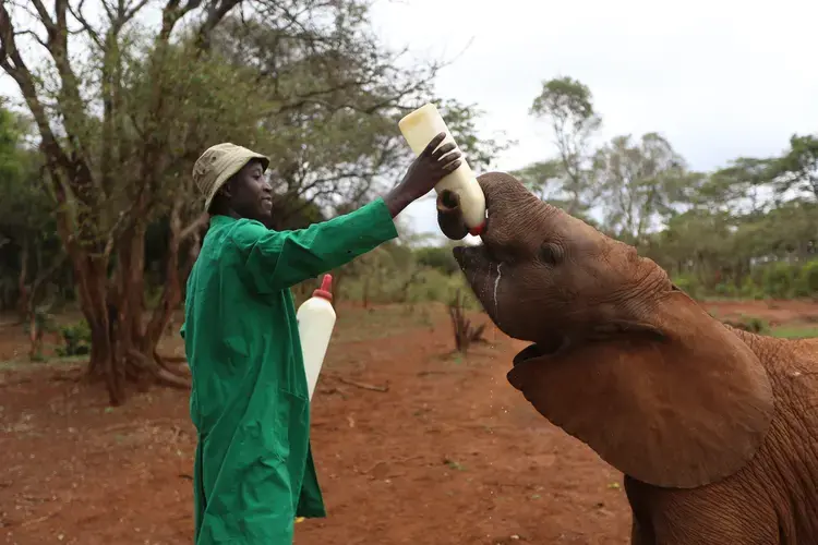 David Sheldrick Wildlife Trust