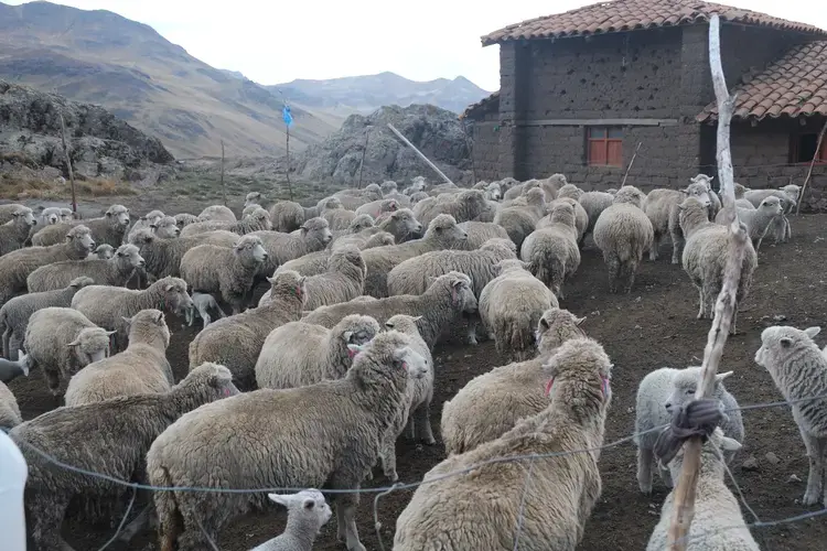 Image by Dan Schwartz. Peru, 2019. 