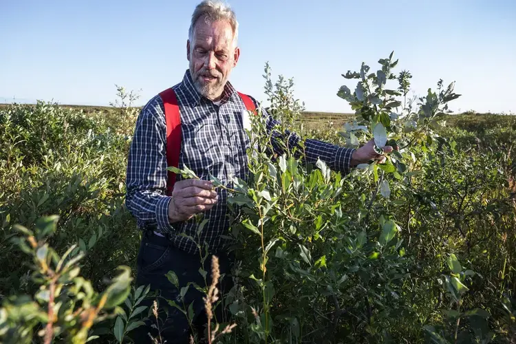 Stunted cottonwood trees can grow in thin layers of soil above the permafrost. But as permafrost has thawed in Northwest Alaska, retired state Fish and Game biologist Charlie Lean says, the cottonwoods have grown much taller than during his boyhood days in Nome. Back then, they were often stubby, just 10-14 inches high. Image by Steve Ringman. United States, 2019.