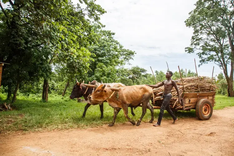 For a small fee, people are allowed to fetch ‘dry’ wood in Dzalanyama Forest Reserve. The army has been deployed in the reserve to protect the woods from illegal logging. Image by Nathalie Bertrams. Malawi, 2017.