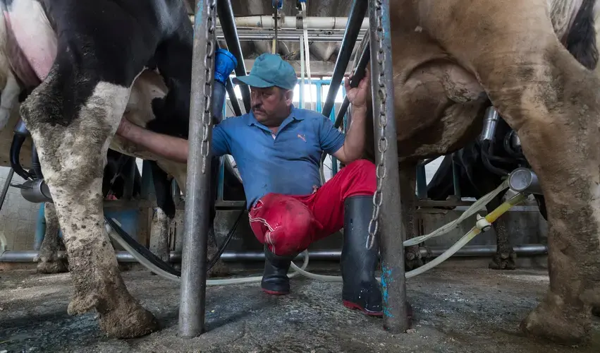 Javier Muñoz Pérez milks two of his 160 cows in Tizayuca, Mexico. Image by Mark Hoffman. Mexico, 2019.