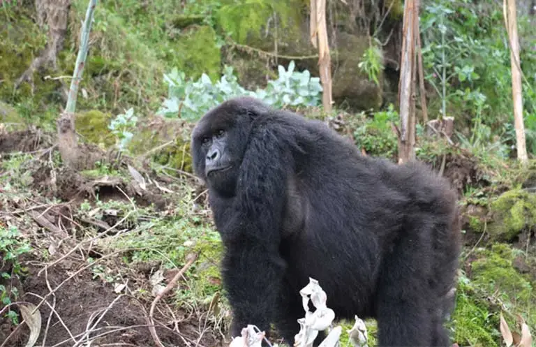 Recent conservation efforts have brought back this Critically Endangered, charismatic species from the brink of extinction, but how these great apes will fare as climate change escalates is largely unknown. Image by Elham Shabahat. Rwanda, 2017.