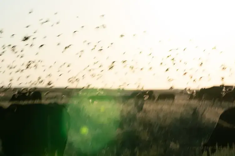 Cattle and birds near the Frenches' land. Image by Claire Harbage / NPR. United States, 2019.