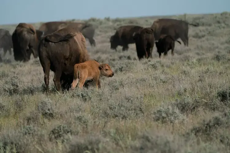 The proposed 3.2 million acre wildlife preserve will be a new kind of national park. One that is free to the public and privately-funded by both small donors and some of the richest people in the world. American Prairie does not plan to give its private lands to the federal government. Image by Claire Harbage. United States, 2019.