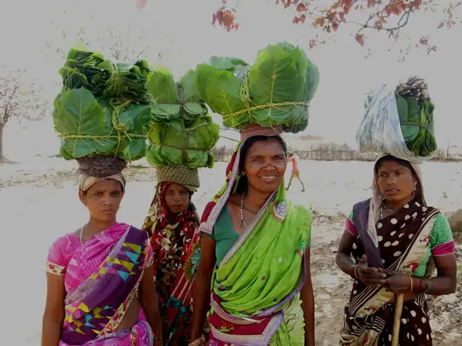 Residents of Thaggaon village, Samudribai Salaam, Sonmati Orkera, Sampatiya Salaam and Indukunwar Orkera (left to right), return home after gathering forest produce from the village's forested commons. While Thaggaon is yet to get recognition under the Forest Rights Act for such community forest rights, officials have earmarked 500 acres of land in the village for compensatory plantations.Chhattisgarh, India. June 2019. Image by Chitrangada Choudhury.