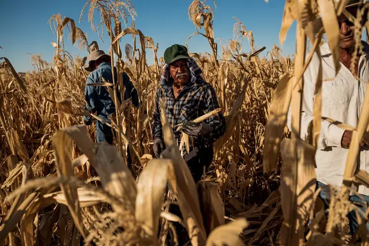 PINAL COUNTY, ARIZ. Pedro Delgado harvesting a cob of blue corn that grew without kernels at Ramona Farms last month. Image by Meridith Kohut. United States, 2020.