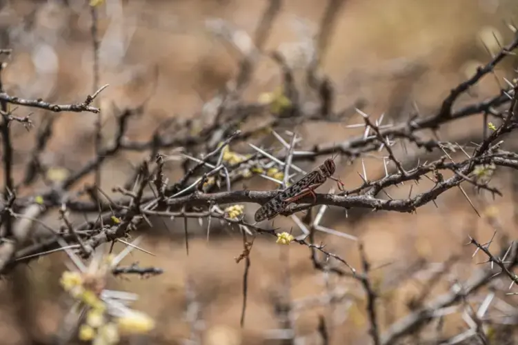 A desert locust sits on the branch of a stripped-bare acacia tree near Sool, Somalia. Image by Will Swanson / For The Times. Somalia, 2020.