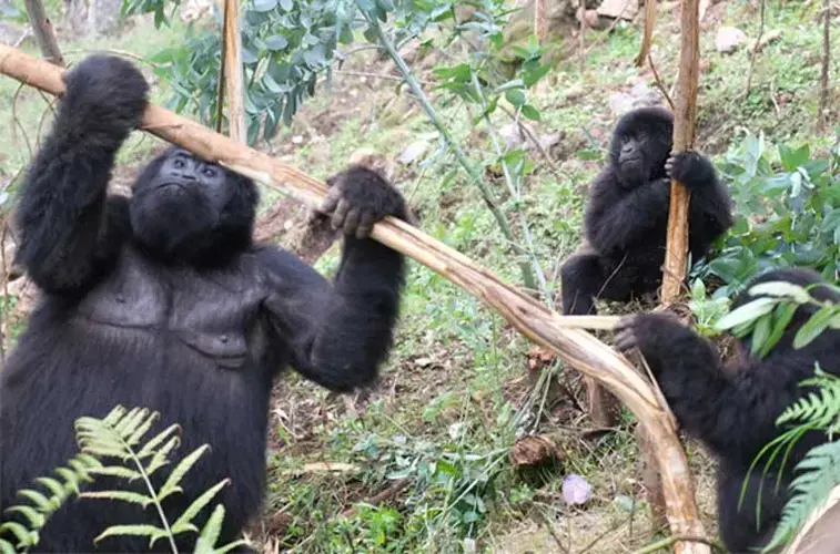 Mountain gorillas are highly social primates, engaging in play, mating rituals and grooming behaviors. The Critically Endangered species faces mounting climate change challenges, but more research is needed to identify and mitigate potential threats. Image by Elham Shabahat. Rwanda, 2017.