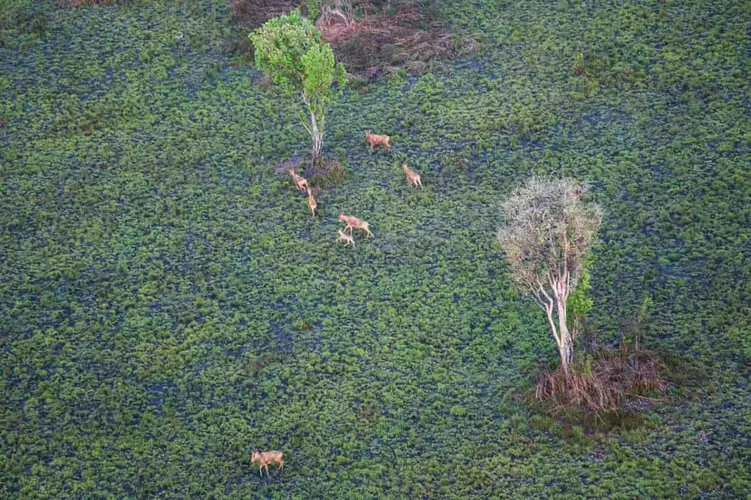 Spotted during an aerial patrol, hartebeest - a type of antelope - are seen bounding through the Chinko plains. Image by Jack Losh. Central African Republic, 2018.