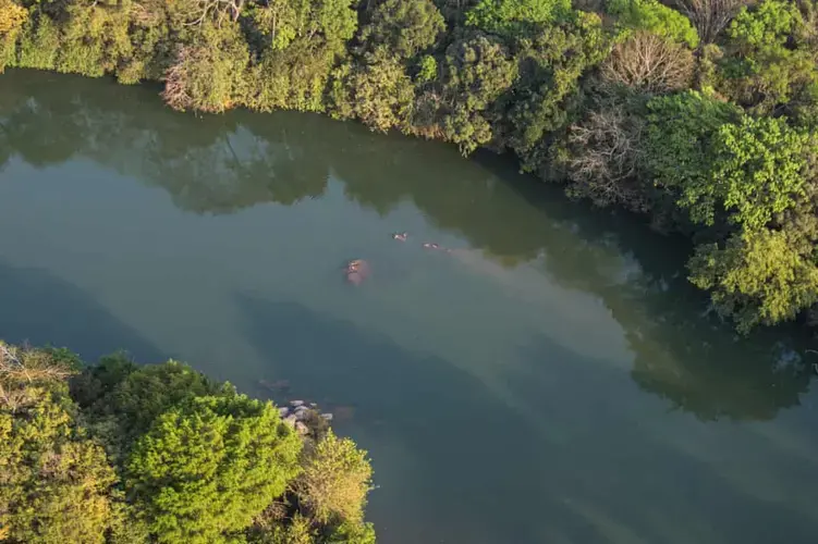 A pod of hippos is spotted in the river. Image by Jack Losh. Central African Republic, 2018.