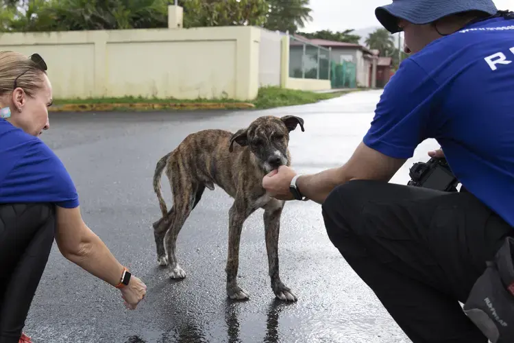 The sato gently takes a dog treat out of the hand of The SATO Project supporter Henry Friedman. Image by Jamie Holt. United States, 2019.