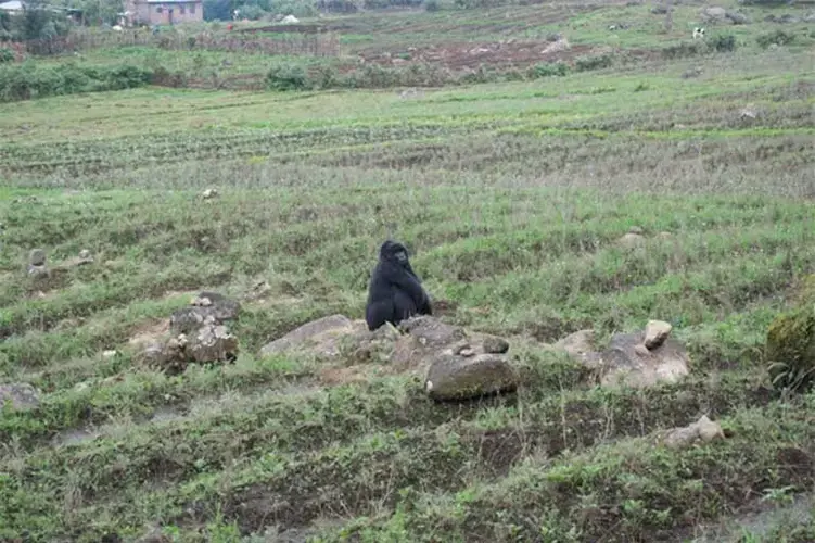 Blurred boundaries make it easy for foraging gorillas to move beyond the bamboo groves of Volcanoes National Park into farmers’ fields. The park is located in a densely-populated region of northwestern Rwanda, which makes meetings between gorillas and people more likely. Image by Elham Shabahat. Rwanda, 2017.