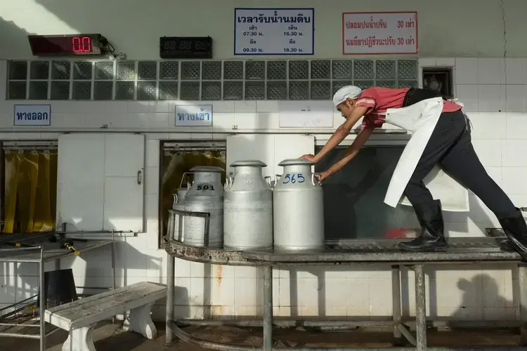 A worker moves cans of fresh milk dropped off by farmers so they can be weighed and tested at Prateep Farms in Pak Chong, Thailand. Image by Mark Hoffman. Thailand, 2019.