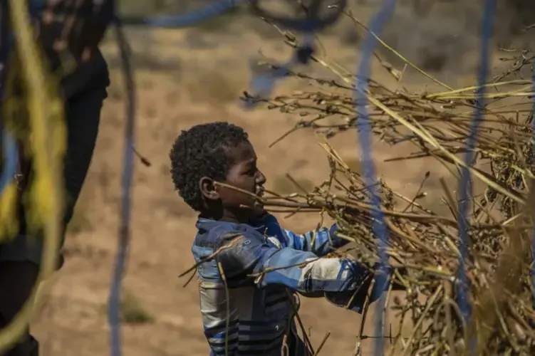 A boy helps collect the remains of a sesame crop that was devastated by locusts in Somalia. Will Swanson / For The Times. Somalia, 2020.