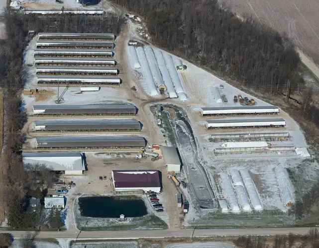 Hall's Calf Ranch on County Road F in Luxemburg typically has about 8,000 calves on its 55 acres. Image by Mark Hoffman. United States, 2019.