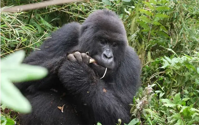 A mountain gorilla chomps on eucalyptus bark. Gorillas sometimes move into farmers’ fields looking for food, particularly their favorites such as bamboo shoots and eucalyptus. Image by Elham Shabahat. Rwanda, 2017.