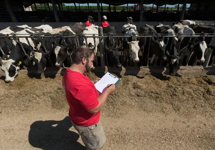Luke Gasser, foreground, guides veterinarian Lindley Reilly to the next cow to be examined. Image by Mark Hoffman. United States, 2019.