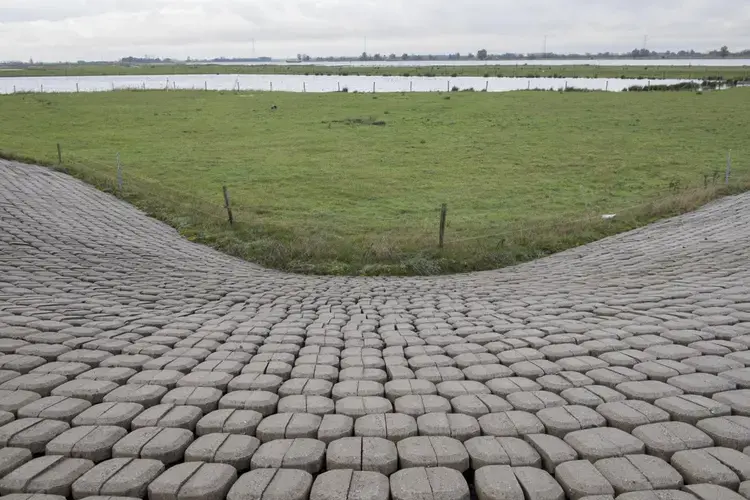 Netherlands and the Water Ways project shot in October 2019. Vibrant growth in the fresh alluvial soil in the Noordwaard flood plain. Image by Chris Granger. Netherlands, 2019.