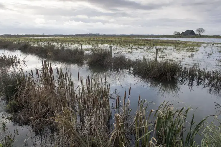 Former farm fields are now growing cattails as they revert back to nature in the Noordwaard flood plain in South Holland. Image by Chris Granger. Netherlands, 2019.