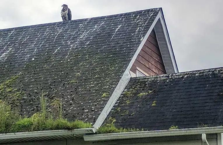 The great annual salmon runs feed an entire ecosystem of carnivores, including eagles like this adolescent — the young raptors become as common as crows during the Lax Kwalaams run. Image by Saul Elbein. Canada, 2017.