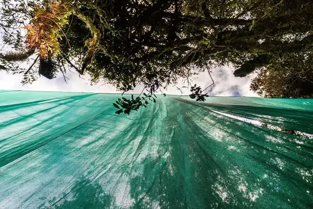 Plant ecologist Dan Metcalfe is in the midst of a bold experiment: by eliminating the cloud layer from a portion of the forest, he is attempting to see what will happen as the cloud forest dries out. Image by Dan Metcalfe. Peru, 2017.