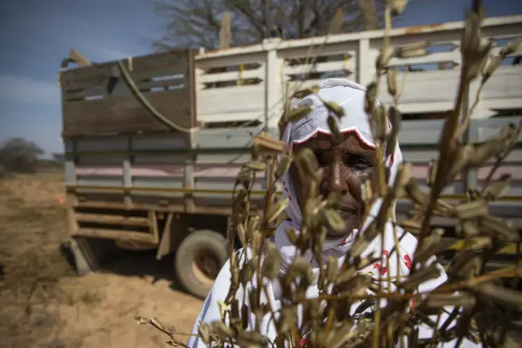 Faisa Abdi Alleh holds the remains of a sesame crop that was devastated by a swarm of desert locusts in late 2019. Image by Will Swanson / For The Times. Somalia, 2020.