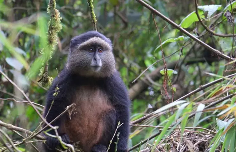 Golden monkeys, another endangered species, live in a bamboo forest in Rwanda’s Volcanoes National Park. While the research hasn’t been done, it seems likely that if global warming escalates and reduces the amount of bamboo, then golden monkeys will be impacted. The park is located within the Albertine Rift, one of East Africa’s most biodiverse spots, but also an area likely to be severely threatened by climate change over the coming decades. Image by Elham Shabahat. Rwanda, 2017.