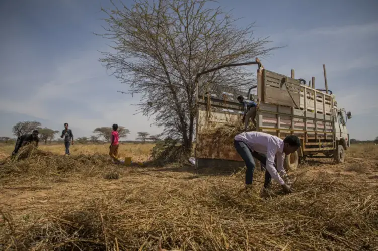 Workers collect the remains of a sesame crop that was eaten by a desert locust swarm in late 2019. Image by Will Swanson / For The Times. Somalia, 2020.