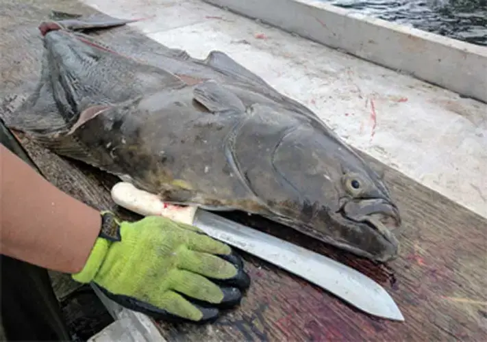 A halibut being cleaned on the dock at Lax Kwalaams. Image by by Saul Elbein. Canada, 2017.