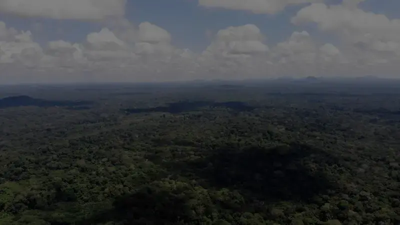 The area granted for the mining of the minerals known as tierras negras is 2,004.08 hectares that are part of the Vaupés Indigenous Reservation. The Timbó communities of Betania, Murutinga and Bogotá Cachivera live in the area. Image by Luis Ángel. Colombia, 2019.