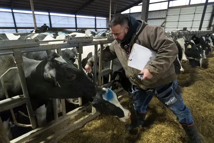 Omar Guerrero vaccinates a cow at Drake Dairy in Elkhart Lake. Image by Mark Hoffman. United States, 2019.