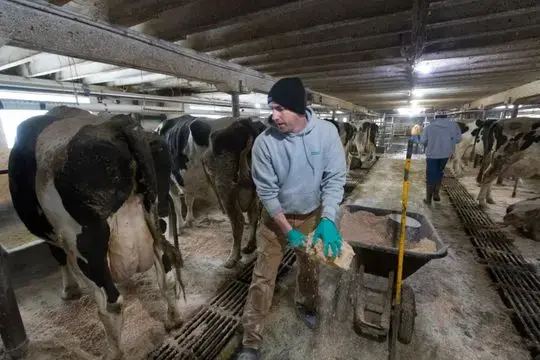 Tom Crosby spreads lime and sawdust in his milking barn. Image by Mark Hoffman/Milwaukee Journal Sentinel. USA, 2019.