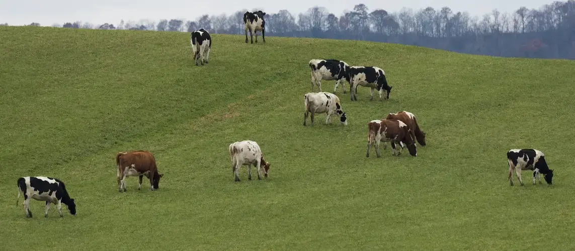 Dairy cows graze in Cochrane. Scenes like this will become less frequent in the future in Wisconsin. Image by Mark Hoffman. United States, 2019.