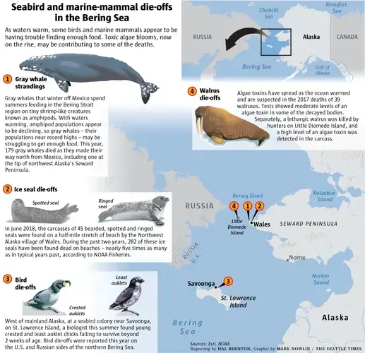 Graphic courtesy of Mark Nowlin/The Seattle Times. United States, 2019.