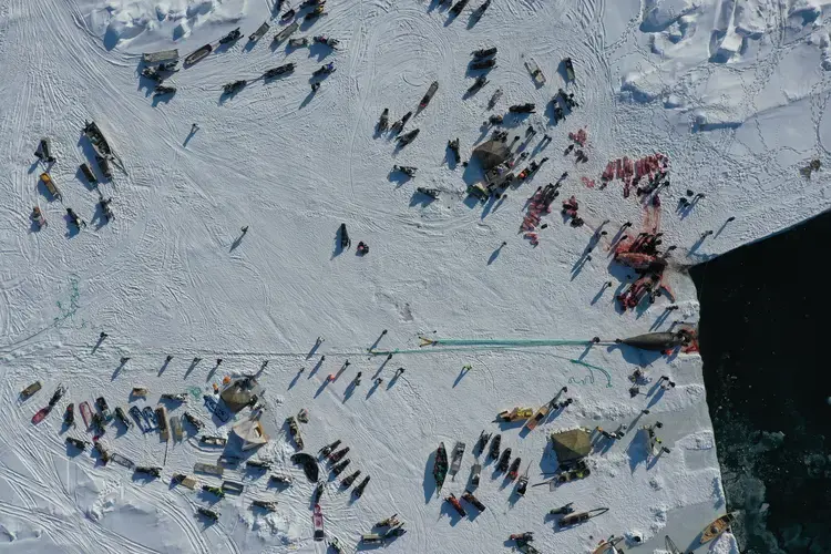 Utqiagvik community members join together to tow a bowhead whale to shore after three successful hunts in a single day in April. In a good year, about 10 whales are caught in spring whaling season and shared among the community for food throughout the year. Image by Yves Brower. United States, 2020.