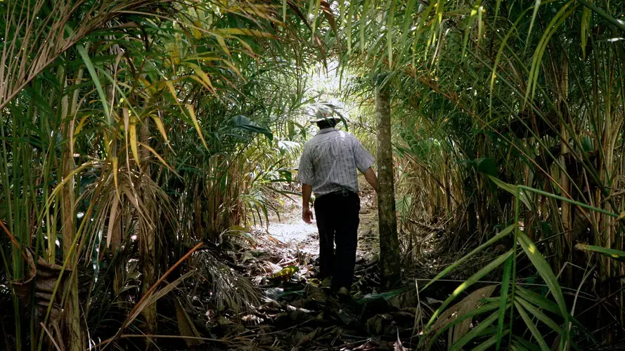 Carlos Andretti disappears into the peach palms he planted as part of his “agroforestry” plan for restoring his property. Image by Sam Eaton. Brazil, 2018.