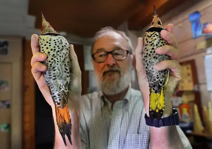 Trevor Lloyd-Evans, director of the landbird conservation program at Manomet, found that yellow-shafted flickers are changing color because they are now eating the berries of honeysuckle bushes that thrive in warmer climates. Image by John Tlumacki. United States, 2019.