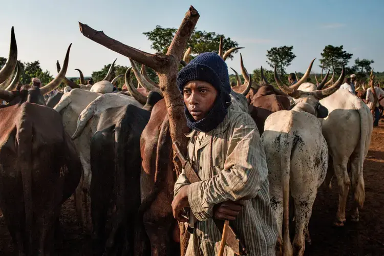 Many Muslims in the Central African Republic are ethnic Peuls, who are traditionally herders. During the fighting many Peuls, fearing attack from the Anti-Balaka, moved their cattle out of Christian-dominated areas, leaving a shortage of beef in those places. Peuls who remained in Bangui have sought refuge in PK5, a Muslim district that continues to see violent clashes between supporters of Seleka and Anti-Balaka groups. Image by Marcus Bleasdale. Central African Republic.