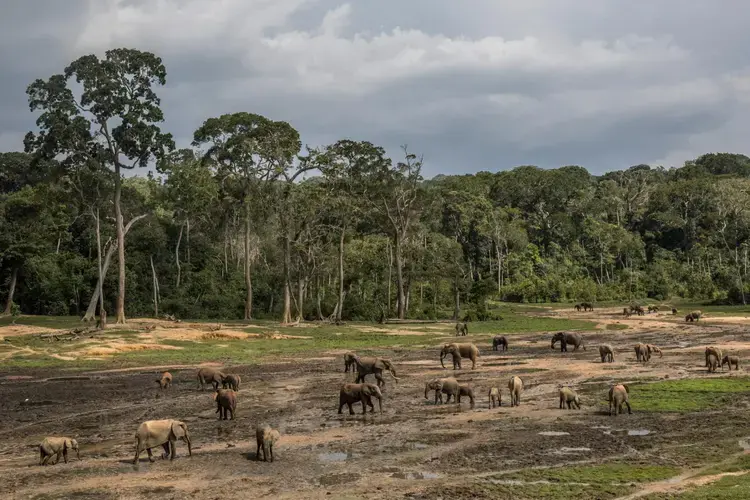 Forest elephants gather in Dzanga-­Sangha Special Reserve, a sanctuary for the species. The year the government fell, poachers killed 26 elephants here. With rangers back on the job, the park is once again safe. Elephants and tourists are slowly returning. Image by Marcus Bleasdale. Central African Republic.
